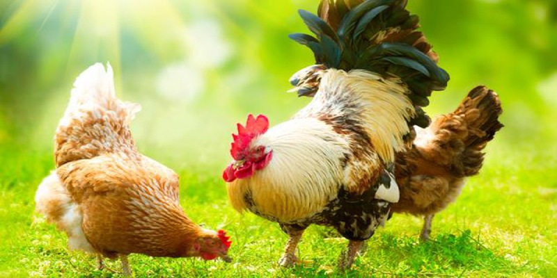 Bật mí phương pháp lai tạo gà giống hiệu quả